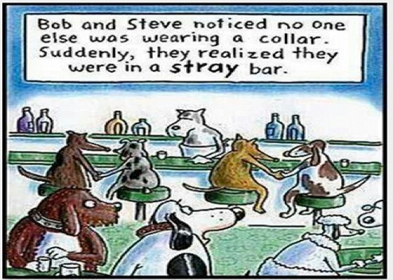 Dogs Stray Bar Cartoon
