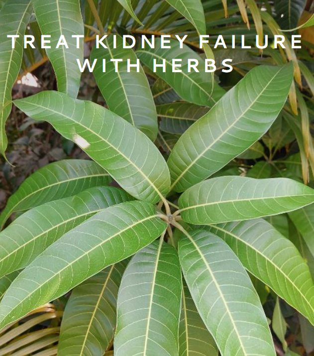 Treat Kidney Failure with Herbs